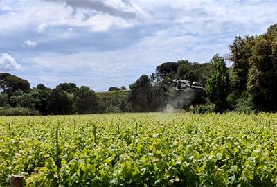 Una prova pionera al Penedès valida l’ús de drons per combatre la Lobesia botrana amb feromones. EIX
